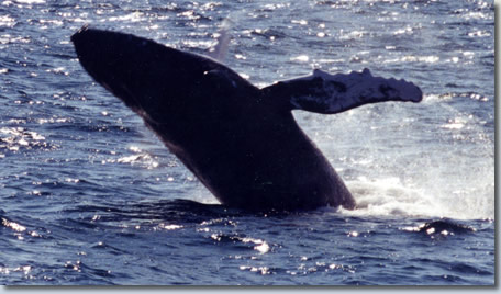 Whale Watching in New York